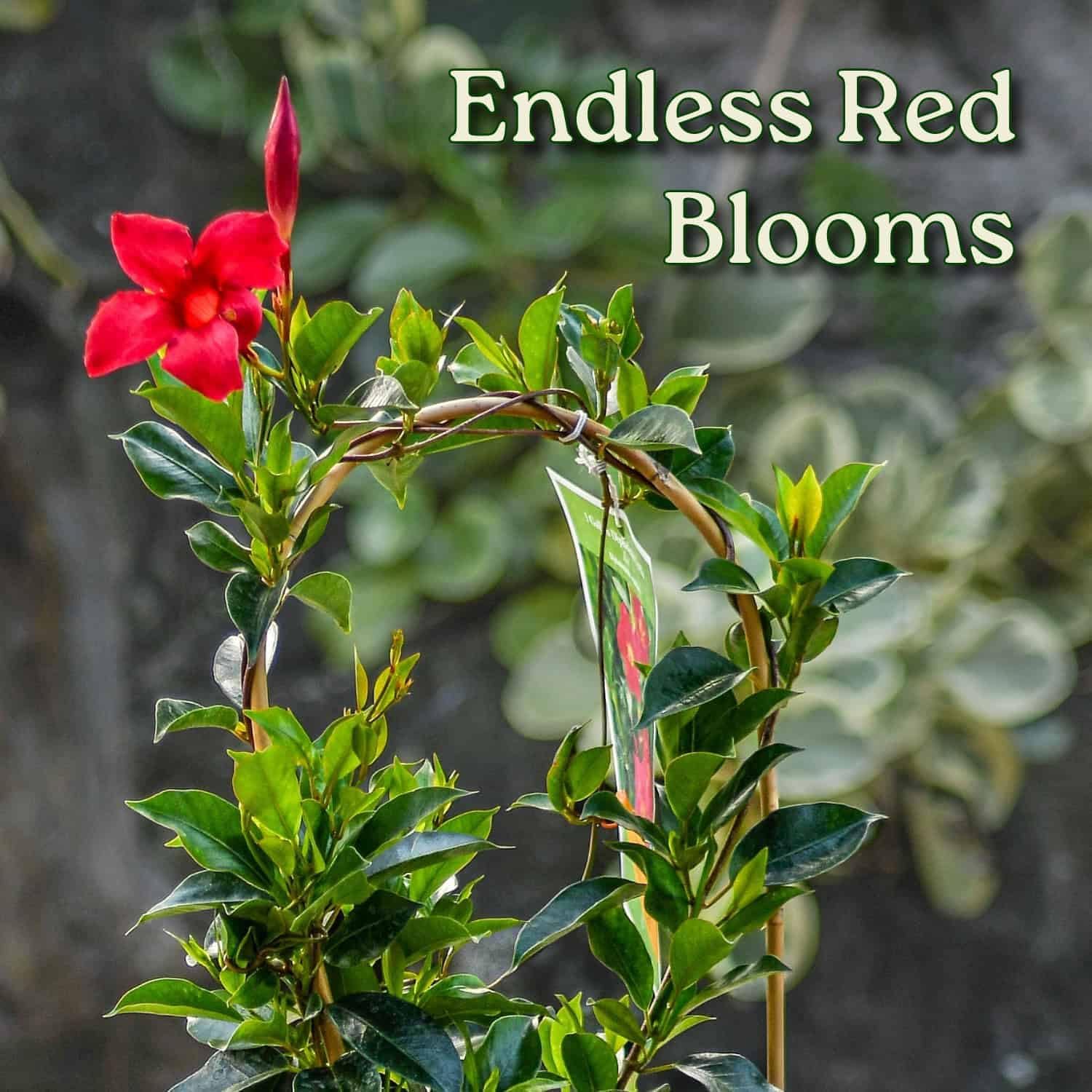 Pretty Red Live Dipladenia Plant - Live Flowering Plant - Trellis - 18" Hoop, 18" to 20" Overall Height - 1 Gallon Planter - Tropical Plants of Florida (Plant Only)