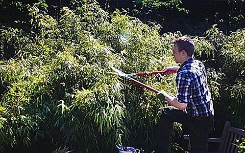 Miniatura 39 de BERGER Topiary Shear 2510 - Cizalla de jardín con mango de madera de haya con cuchillas autoafilables, longitud 17.7 in