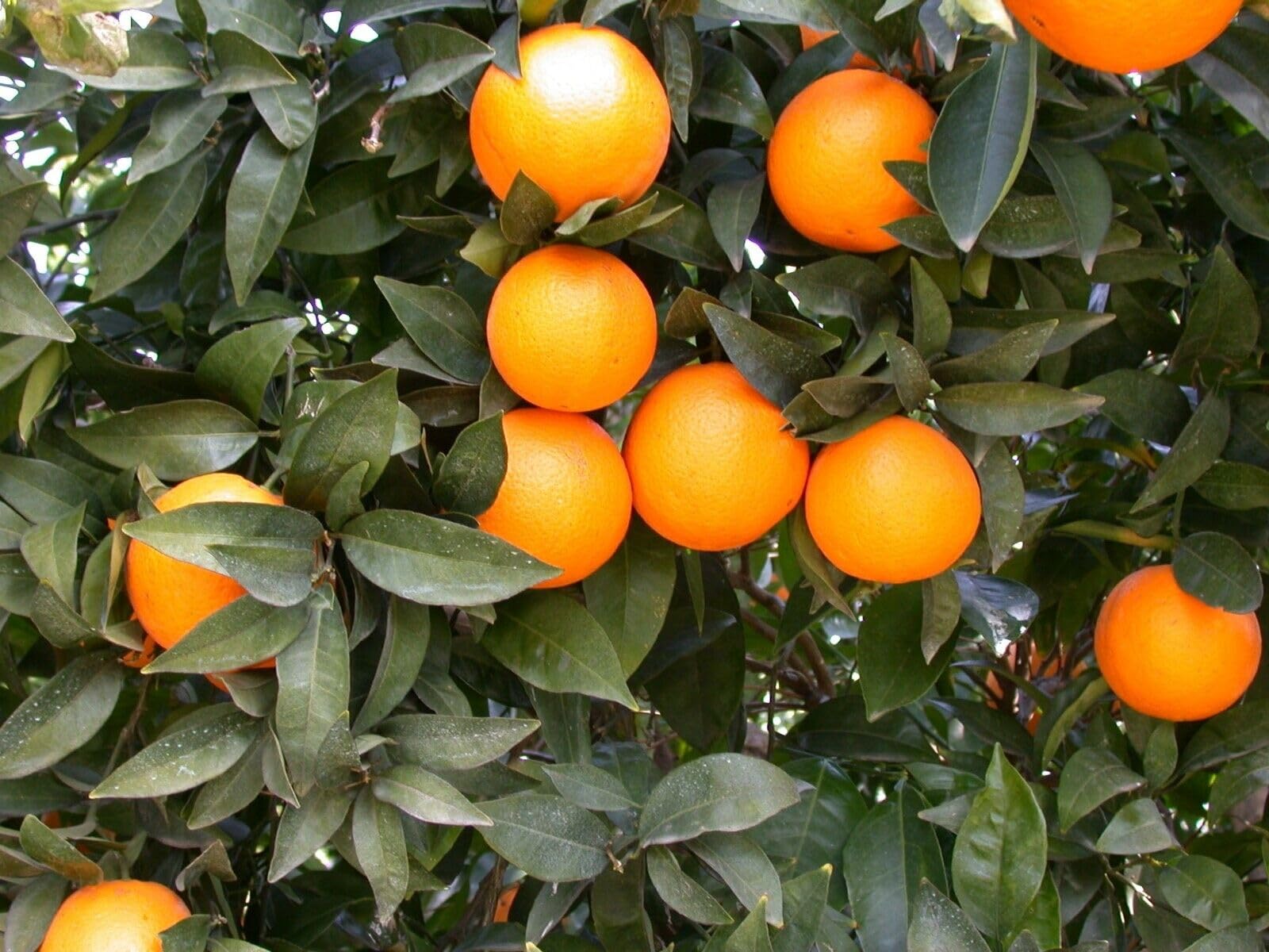 Kg. 27 di Arance BIONDO Bio + Kg. 1 di Limoni fresche non Trattate 100% Biologici buccia edibile di Corigliano-Rossano Calabria - zona Sibaritide