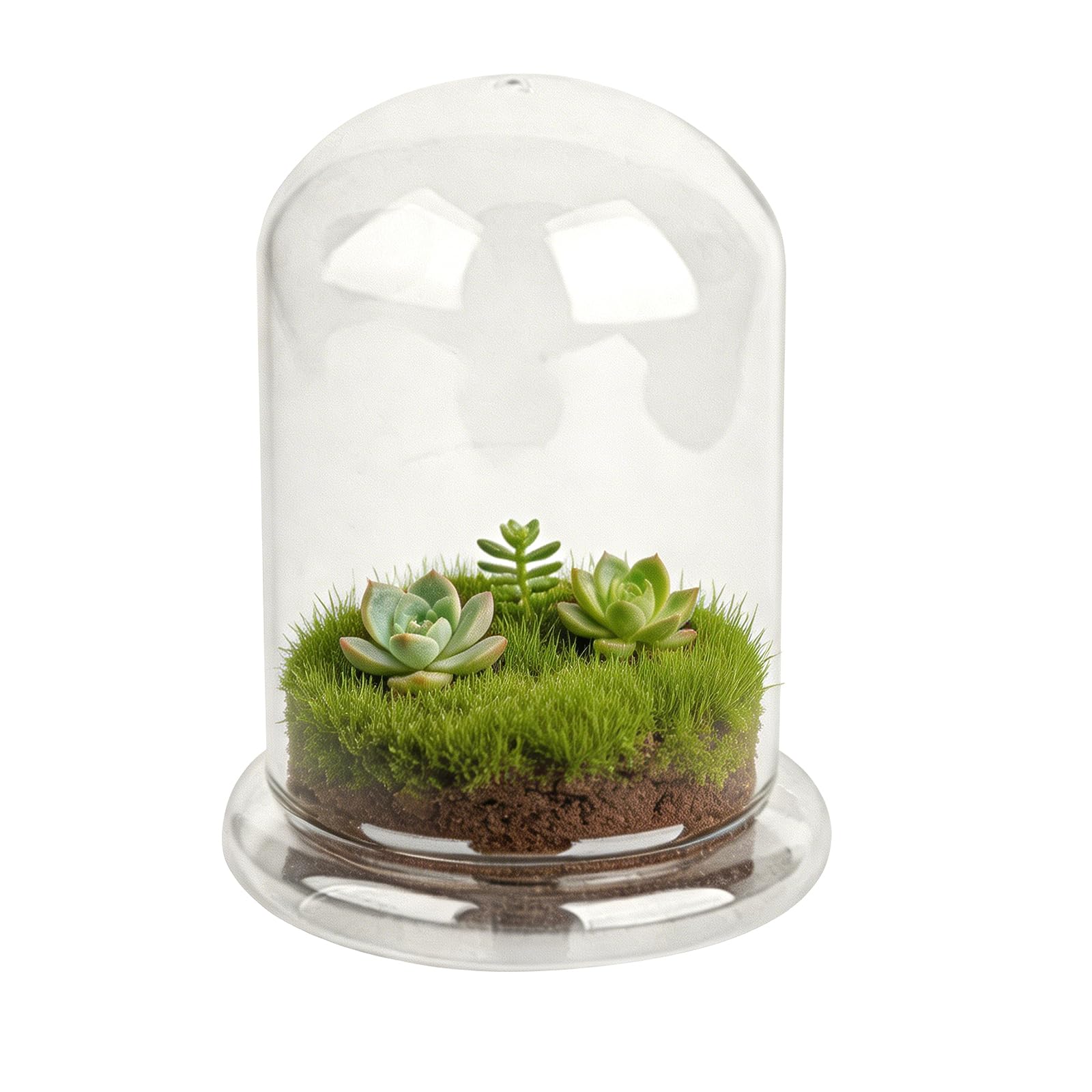 FRUHLING Mini terrario de cristal para plantas suculentas, cúpula de cristal transparente decorativa con agujero de aire, jardín de botellas, bricolaje, para decoración de mesa, regalo (12 x 16 cm