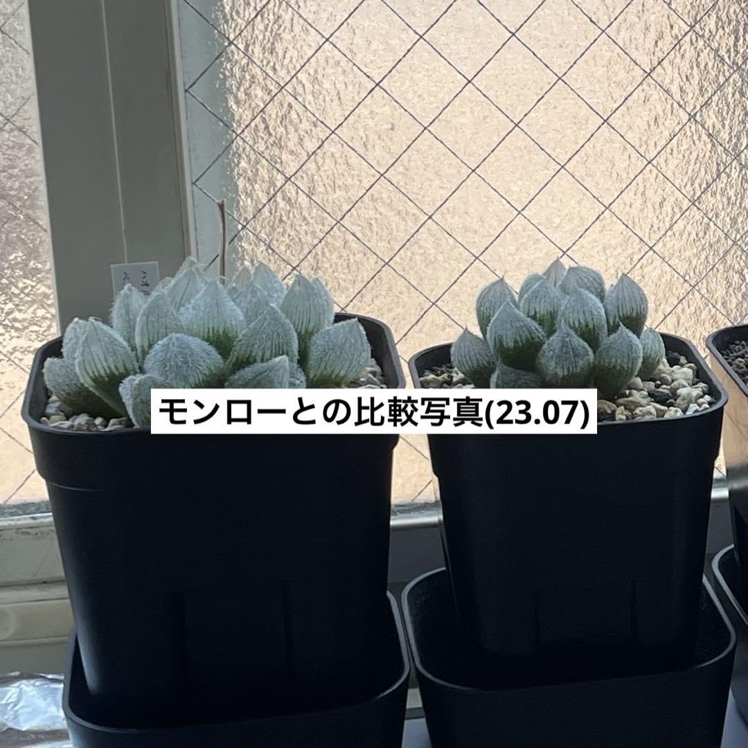 Amazon.co.jp: ハオルチア ベヌスタ venusta Tan 最大種 多肉植物 