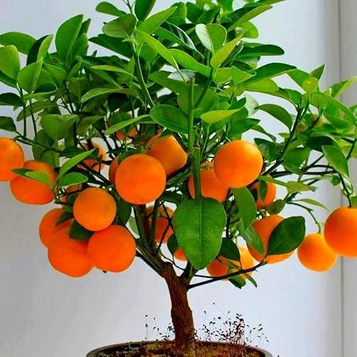 Cioler Seme Fiore-Bonsai semi frutta davanzale della finestra Bonsai Citrus Actinidia Deliciosa semi frutta mista coperta ornamentale giardino Cioler Seme Fiore-Bonsai semi frutta davanzale della finestra Bonsai Citrus Actinidia Deliciosa semi frutta mista coperta ornamentale giardino