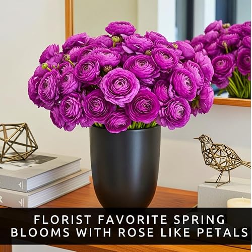 Miniatura 4 de Bulbos de ranúnculo morado para plantar - Color impresionante y flores de larga duración, fáciles de cultivar (20 bulbos)