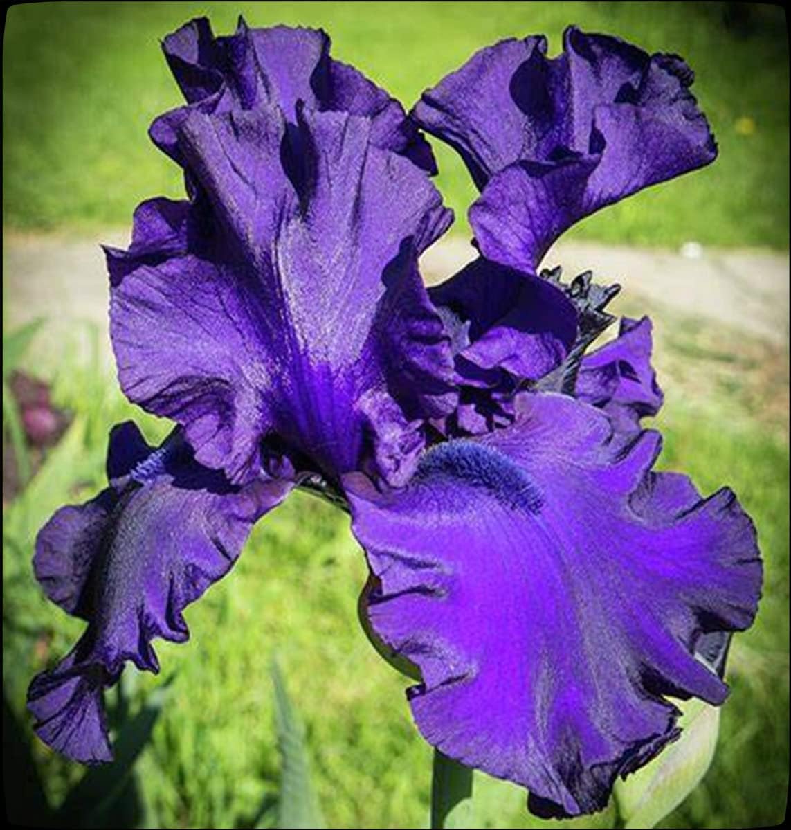 Hellblaue Blüte Topf Ø 9cm Schwertlilien Blumenzwiebeln im Topf 3x Iris