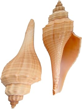 Natural Decorative Conch Shell 3 Inch Pack of 2 | Shankh for Pooja, Mandir & Home Decoration | Natural White & Brown Worship Conch Shank | Sacred Hindu Puja Shankha for Aarti, Abhishek & Vastu
