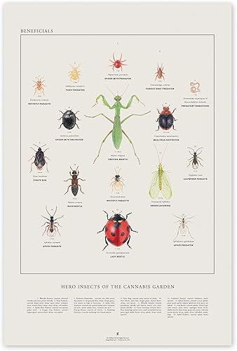 Goldleaf Insectos benéficos Heros of The Cannabis Garden - Póster de ilustración de insectos beneficiosos, ilustración científica de errores