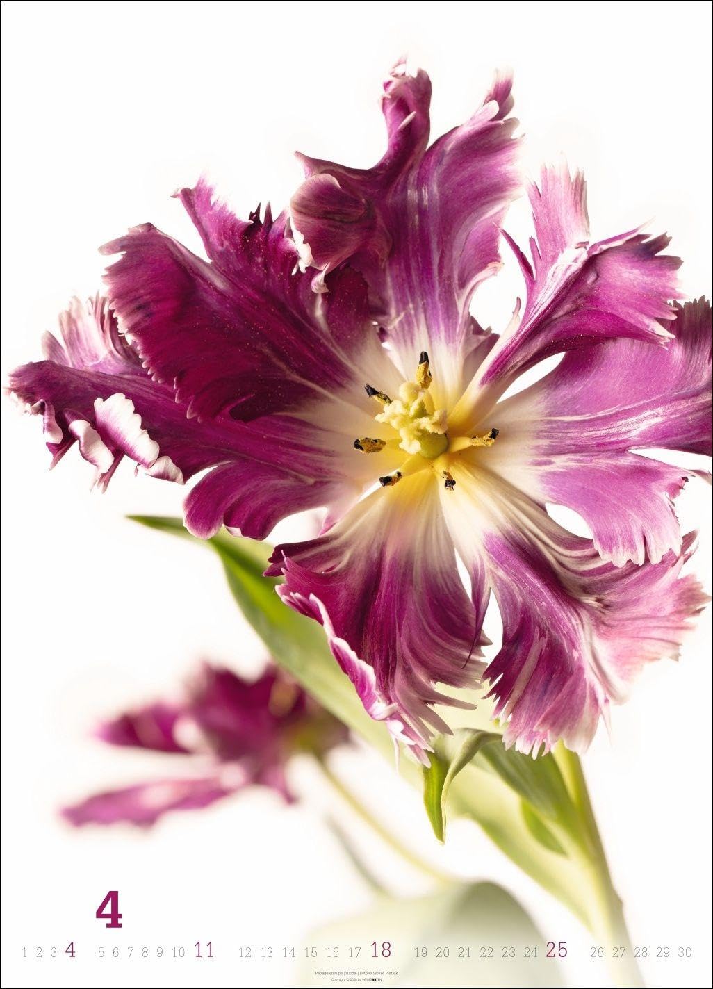Blütenbilder Kalender 2027: Großer Jahres-Wandkalender mit stilvollen Fotos prachtvoller Blüten. Blumen-Kalender für die Wand. 49 x 68 cm. Hochformat