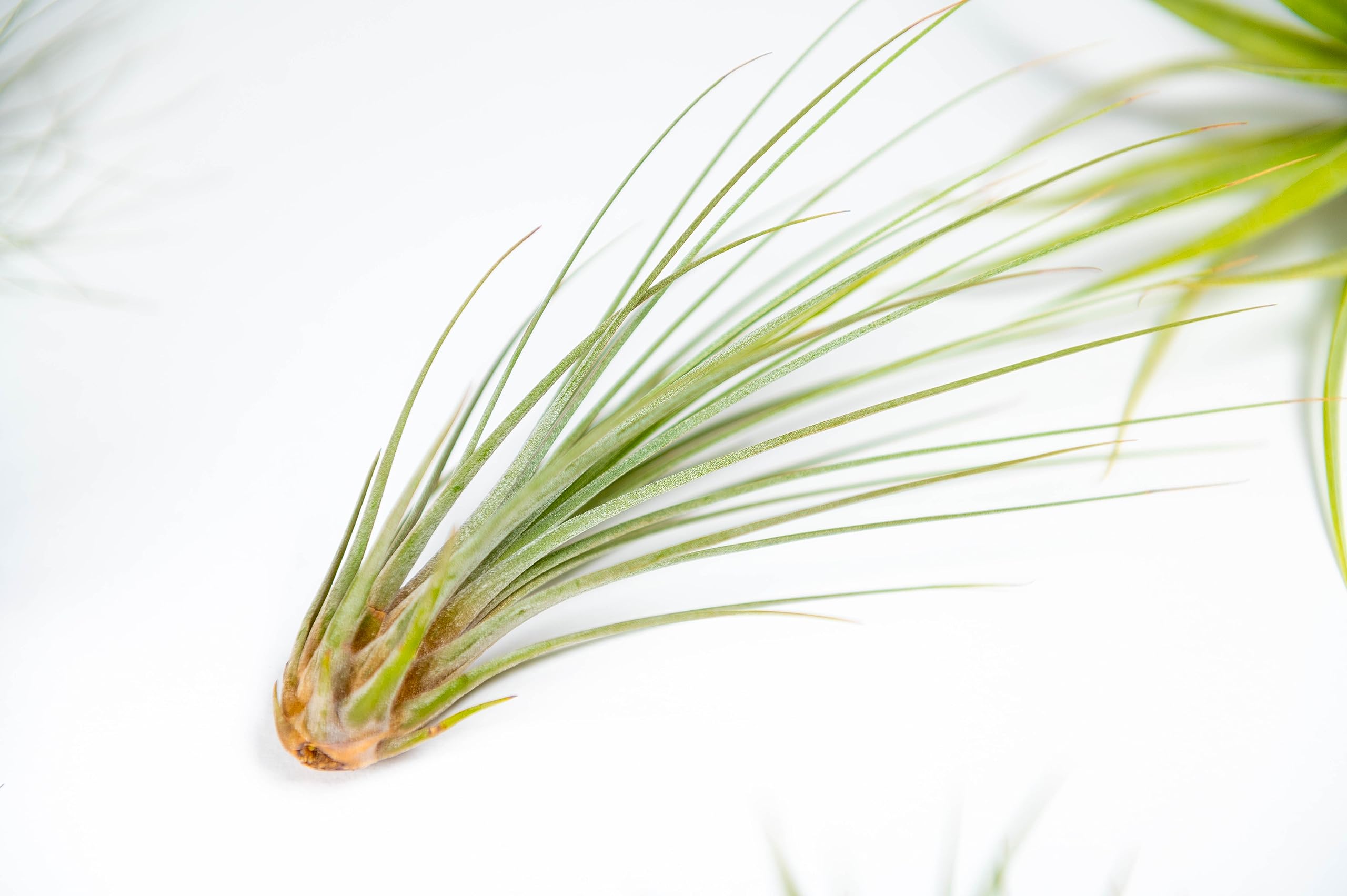 PACK Piante d'aria - Tillandsia Ionantha, T. Bulbosa, T. Juncea - Piante da fiore naturali - Esterno e Interno (9)