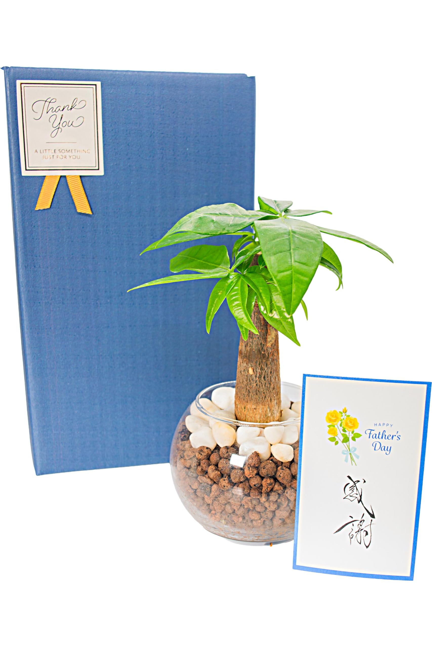 Amazon｜[ miipas ] パキラ 父の日 観葉植物 ミニ 小さい 絵手紙