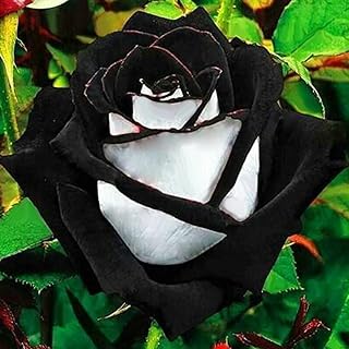 AchidistviQ 400Pcs Black Rose Seeds Perennial Plant Flower Seeds Rare Rose Flower Whith Black Petals for Home Garden Bonsai Planting Black Rose Seeds#