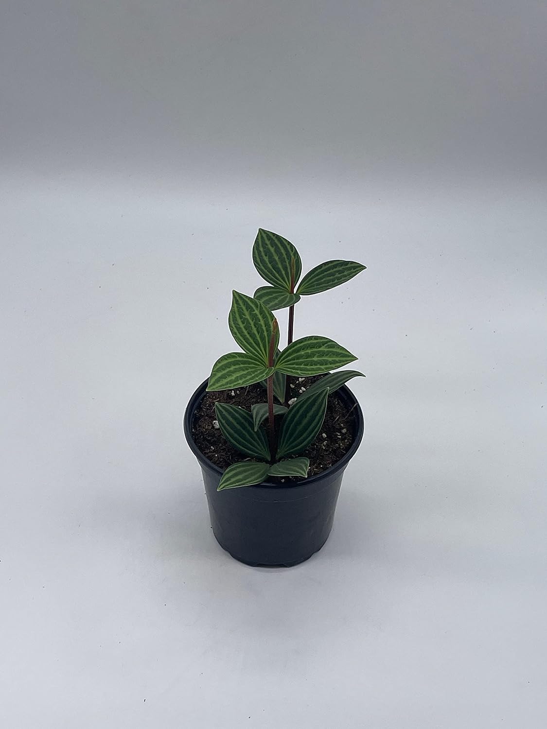 BubbleBlooms Peperomia Puteolata in a 4 inch Pot Stilt Parallel Peperomia