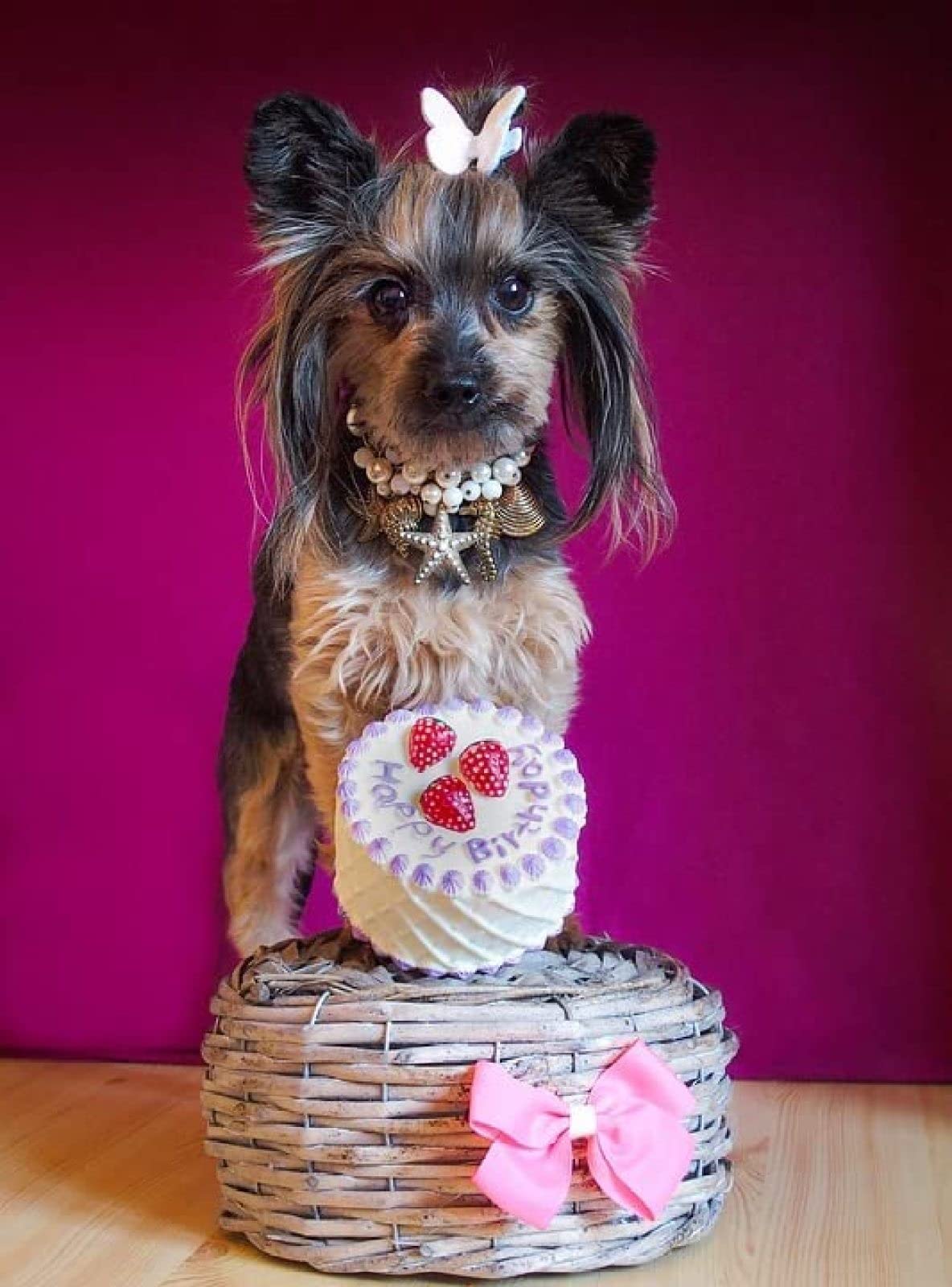 2000 Piece Jigsaw/Yorkshire Terrier Birthday/Puzzles For Adults Teenagers Jigsaw，Jigsaw For Kid，For Birthday/Thanksgiving/Christmasgiftsize 70x100CM