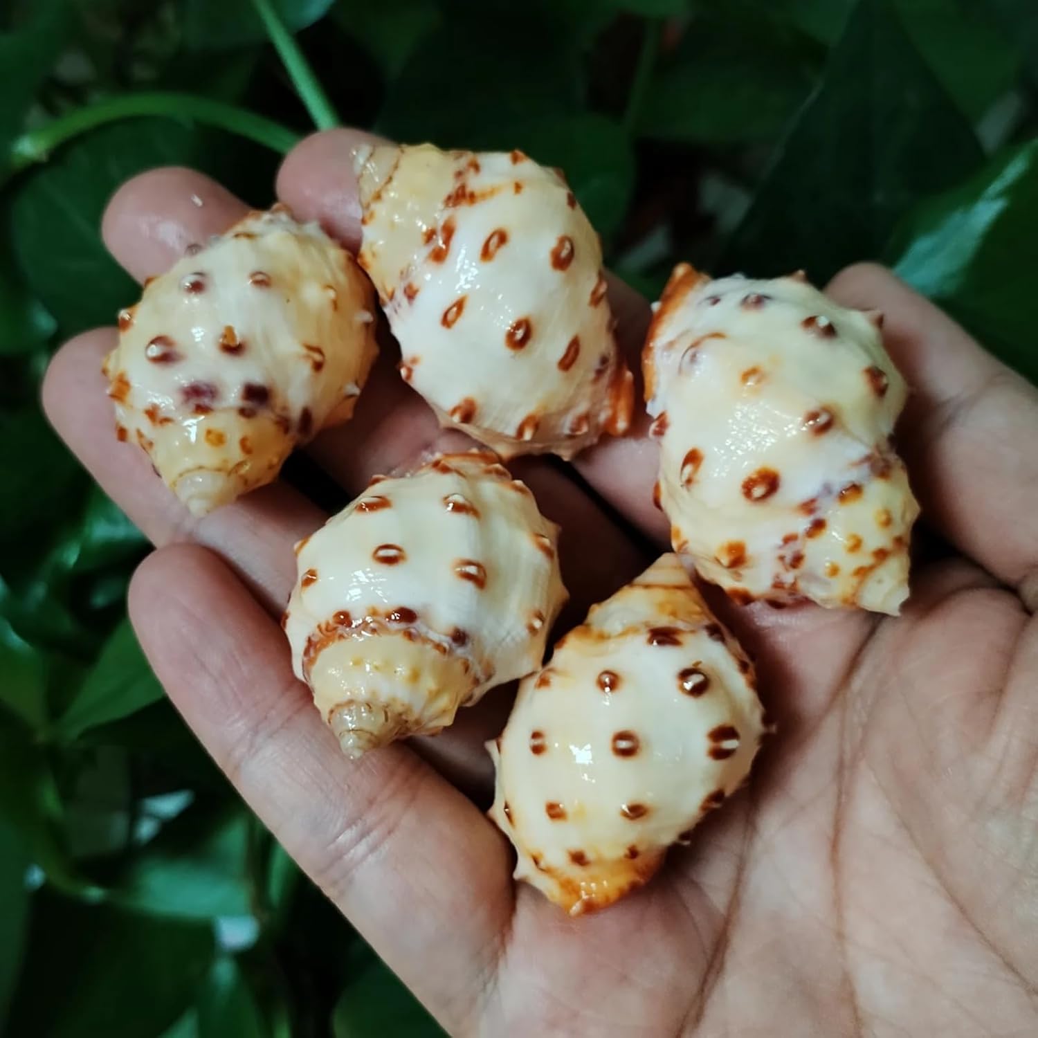 Shells for Crafts,5Pcs 3cm-4cm Yellow Thais Bronni Shells Natural Snail Fish Tank Aquarium Landscape Decoration Specimen Crafts for Nautical Decor