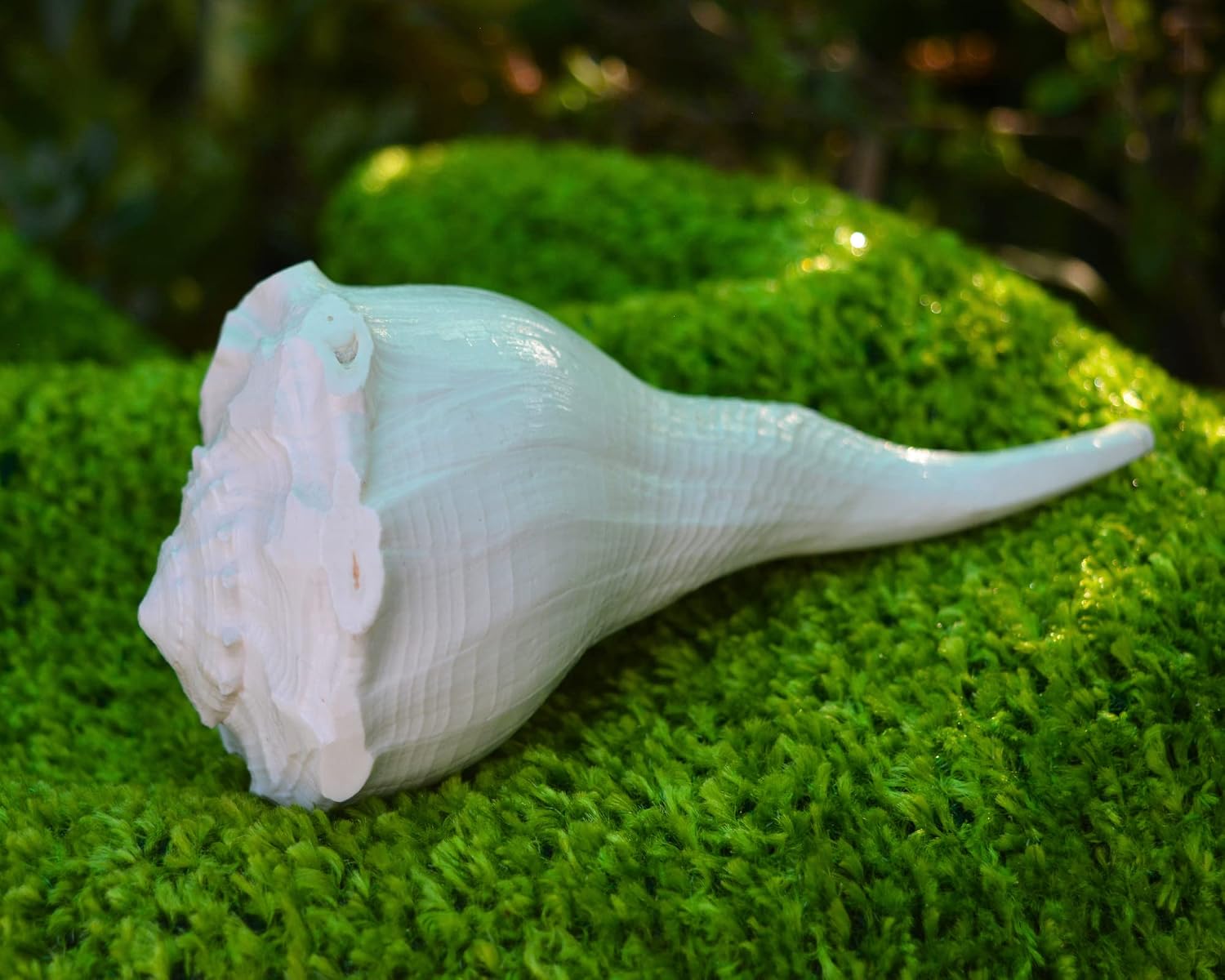 Dakshinavarti Shankh 7" inch | Right Handed Valampuri Lakshmi Conch Shell | Non-Blowable Natural Sea Shankh for Diwali Puja, Abhishek, Vastu, Gift & Home Temple Decor