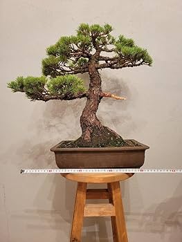 盆栽 ミニ盆栽 海堂 カイドウ 真柏 黒松 五葉松 五葉松 #花らんど #盆栽 #ミニ盆栽 #小品盆栽 #盆栽初心者