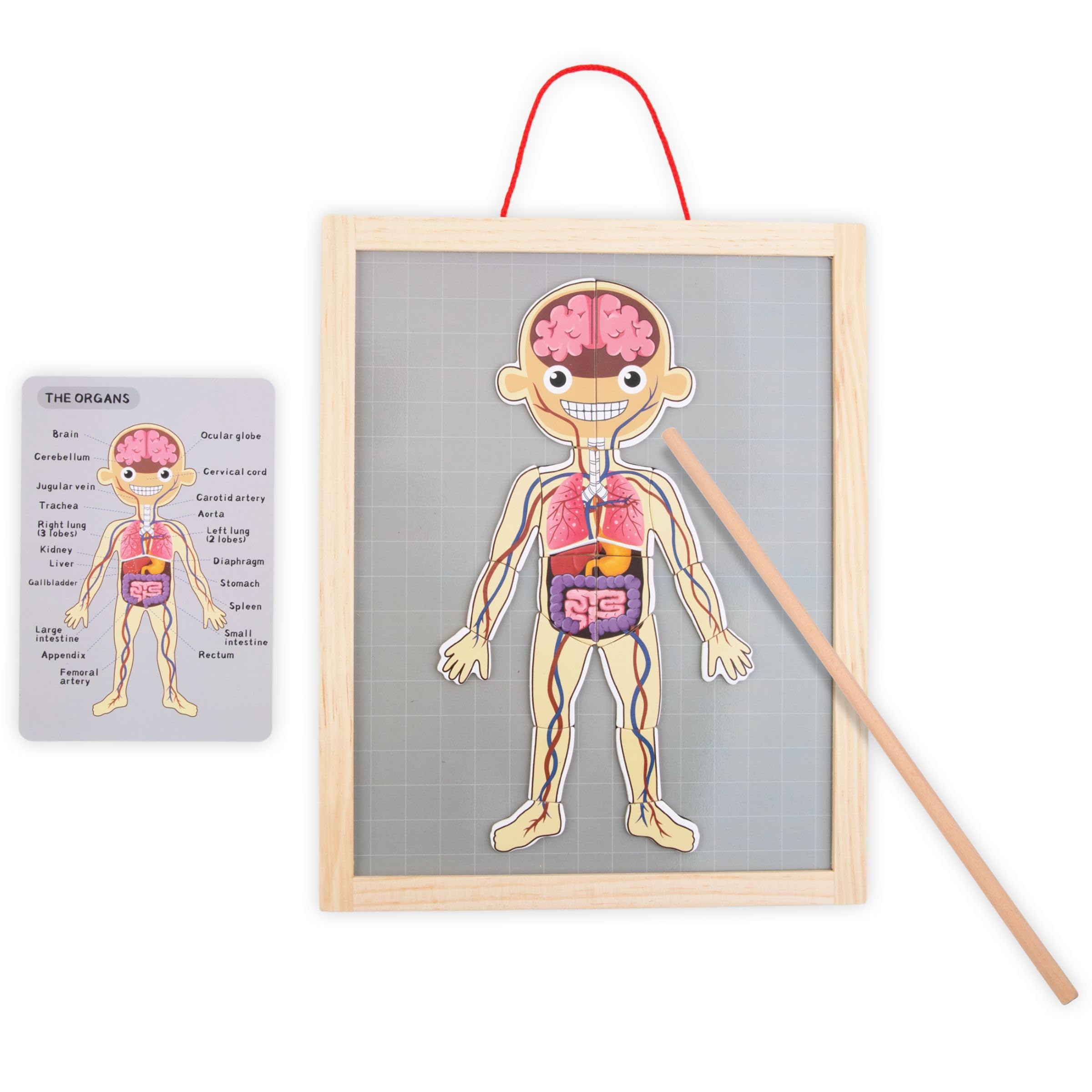 Mamabrum, Puzzle Magnétique - Apprentissage de l'Anatomie - Corps Humain, Grand Tableau Magnétique, 2 Cartes Double Face, 1 Index, Enseigne la Structure du Corps, Puzzle Anatomique pour Enfants