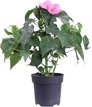 Real plant of Hibiscus Palustris or Moscheutos Luna or Swamp Hibiscus - Height: 35 cm Pot diameter: 17 cm - Resistant plant with giant summer flowers
