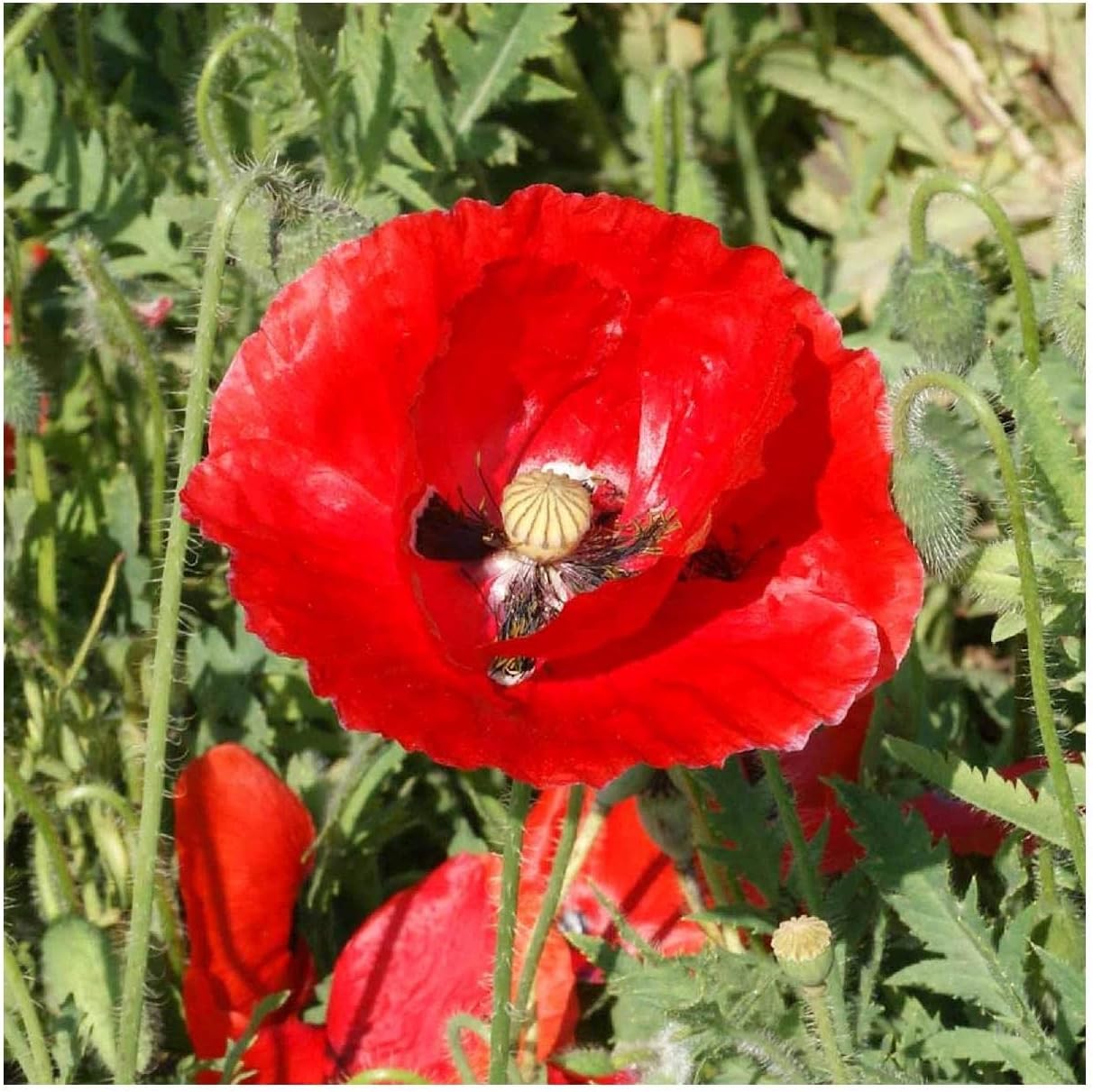 Everwilde Farms - 1 Lb Red Poppy Wildflower Seeds - Gold Vault