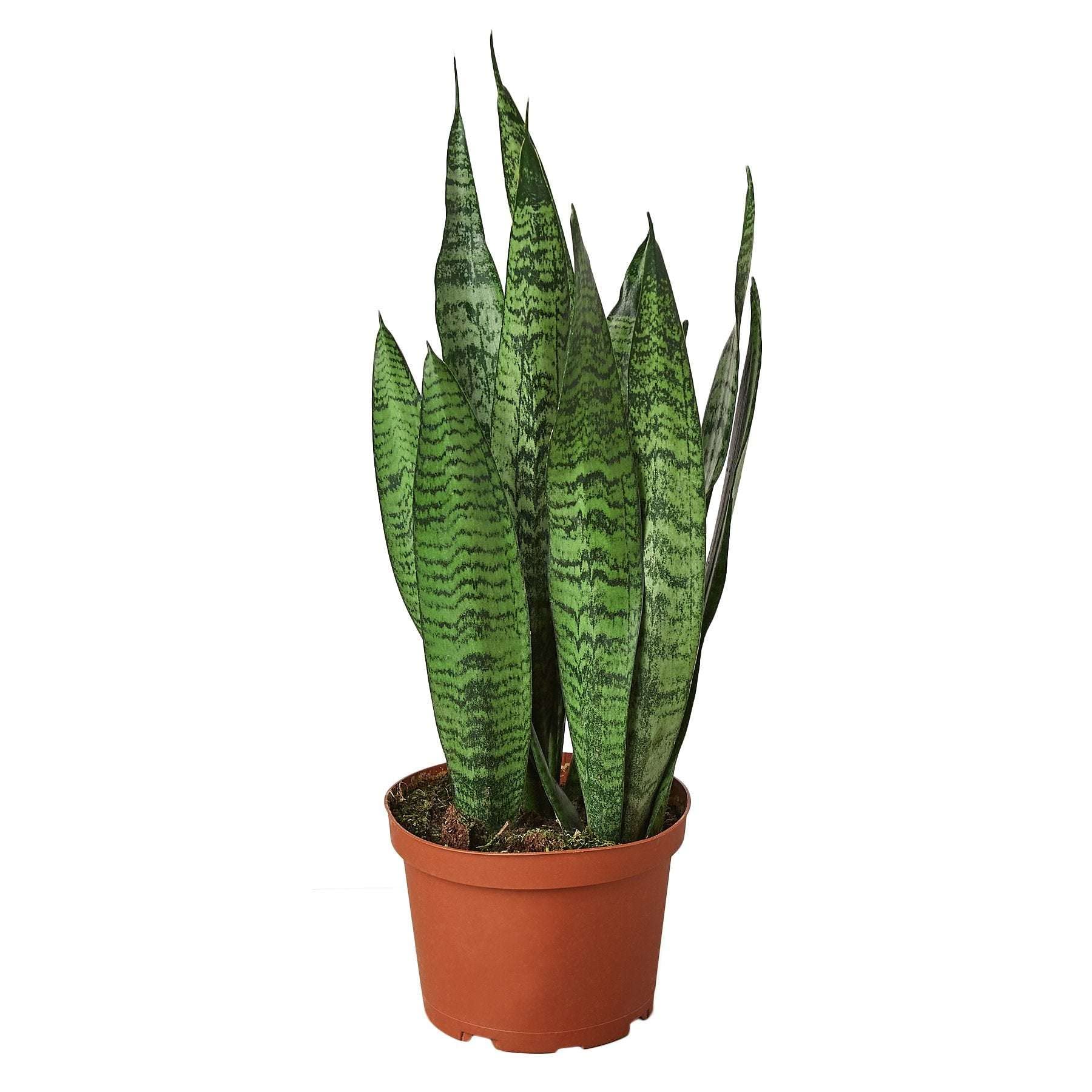 Thirsty Leaves Snake Plant Zeylanica