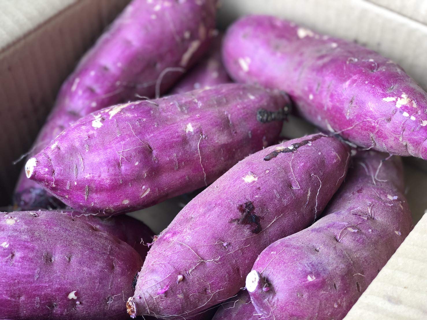 サツマイモ 無農薬 200kg