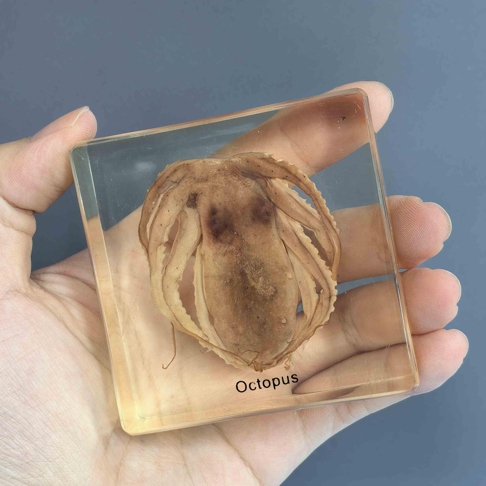 Amazon.co.jp: 本物のタコの標本 - 本物のタコの標本動物標本 - 科学