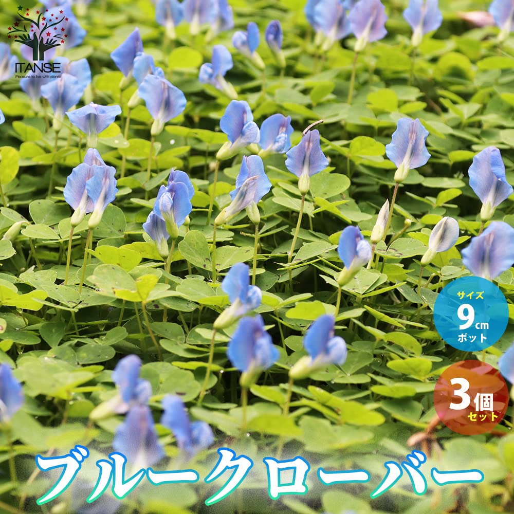 Amazon.co.jp: ITANSE ブルークローバー 9cmポット 3個セット
