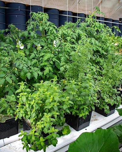 Miniatura 2 de Mezcla de tomate y verduras (4-18-38) con micronutrientes quelatados - 5 libras (hace 1000 galones) 100% soluble en agua - enriquecido para un