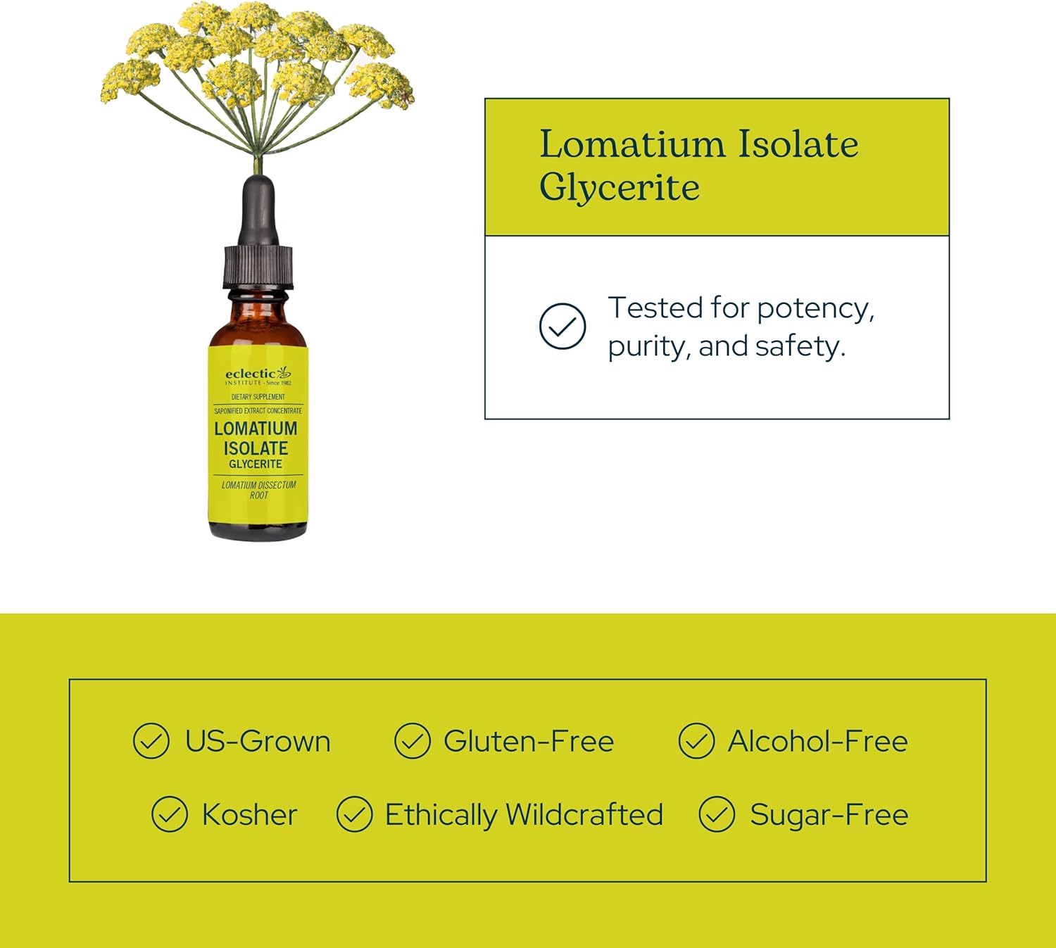 Eclectic Herb - Lomatium Isolate Glycerite | Natural Herbal Supplement | Immune & Lung Support | Highly Concentrated, Alcohol-Free, Organic, Vegan, Non-GMO, Gluten Free (0.27 fl oz | 8 ml)