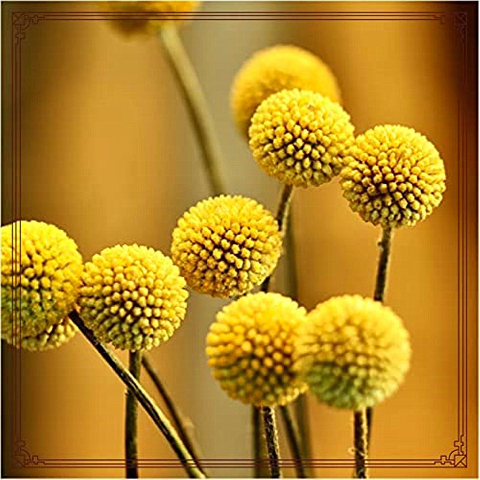 Allium Can Be Planted Now UK, Surprise Growth, Garden Decoration, No Watering Required, Fragrant Flowers, Suitable for Autumn-8 Rhizome-C