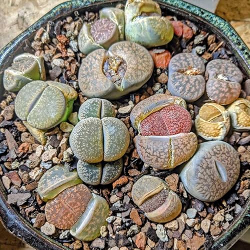 50 Mix Lithops Seeds Living Stone Succulent Seeds To Grow Indoors Outdoors #TOP4