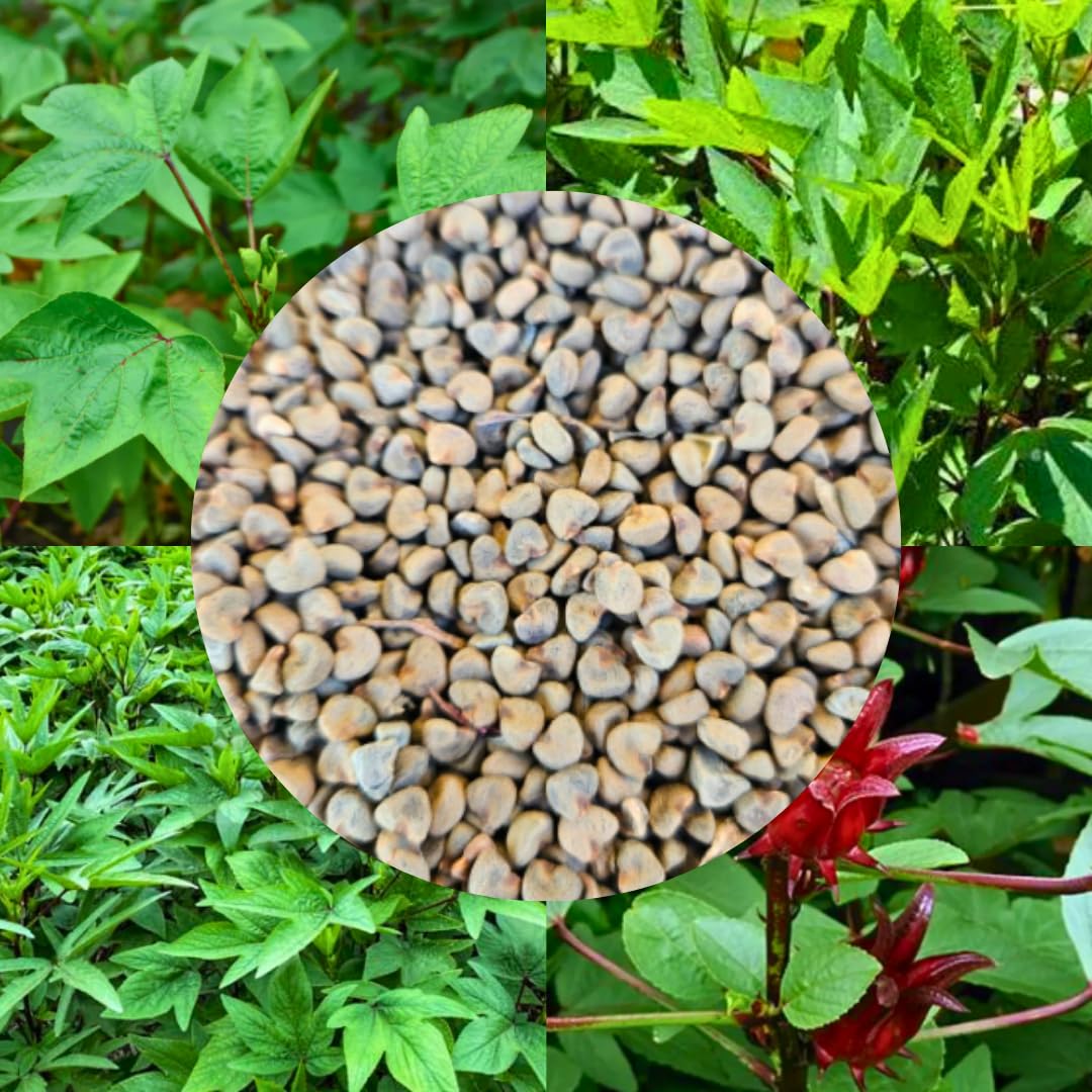 Green Gongura Seeds/Ambadi/Pulicha Keerai/Red Sorrel – 200 Seeds Pack, High Germination, Open Pollinated, Fast-Growing, Perfect for Home Garden, Terrace Garden, All Seasons-image-8
