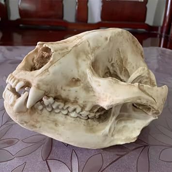 Panda Skull Model, Animal Specimen Statue Personalized Home Decoration Skeleton Head Model for Science Education Halloween Props Resin Crafts