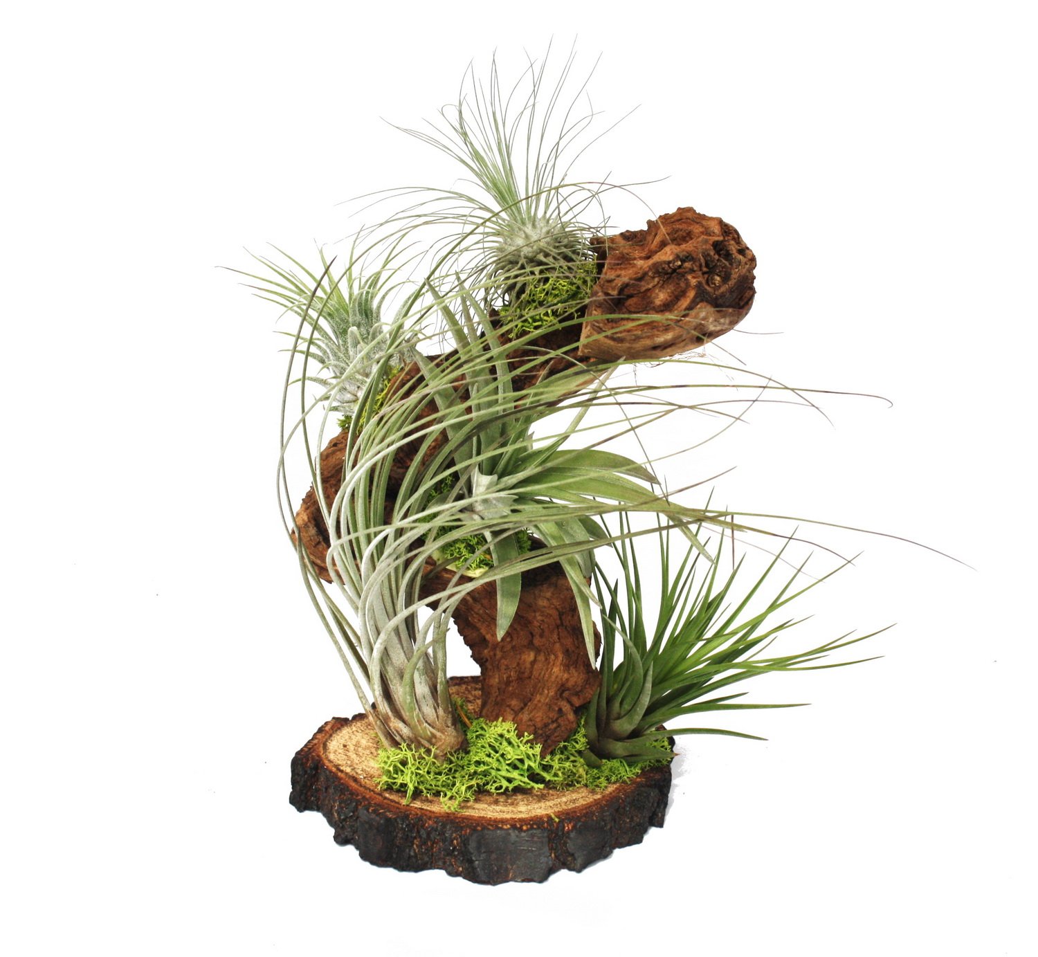 Tillandsia en el árbol raíz - grande - 5 plantas