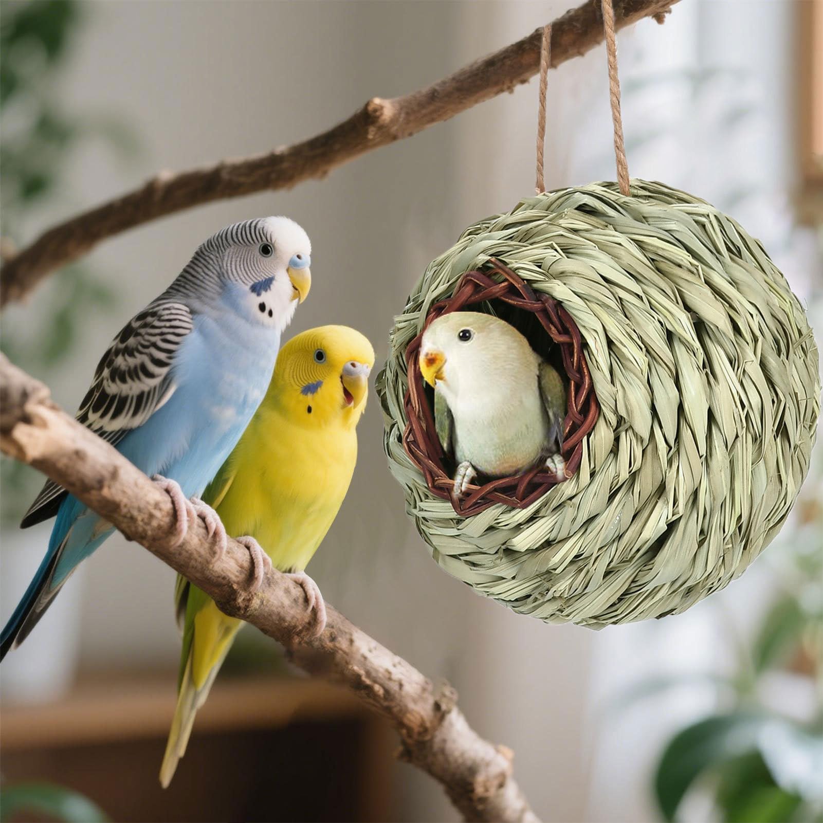 Maisons Pour Oiseaux-Mouches De Nidification - Nichoir