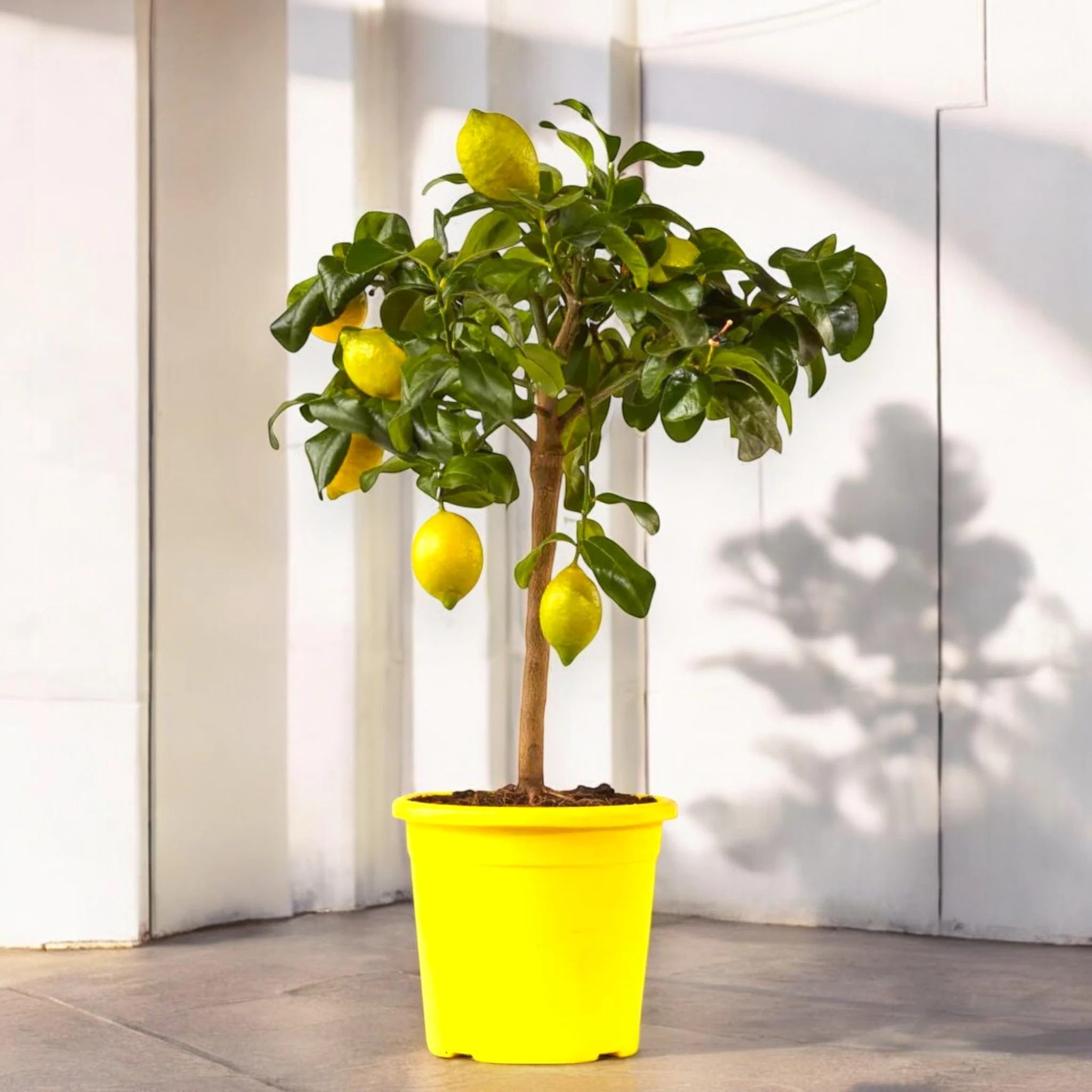 Limone Zagara Bianca Citrus limon 'Zagara Bianca' - Pianta di Agrume da Frutto in Vaso, 70/80 cm, Vaso 22