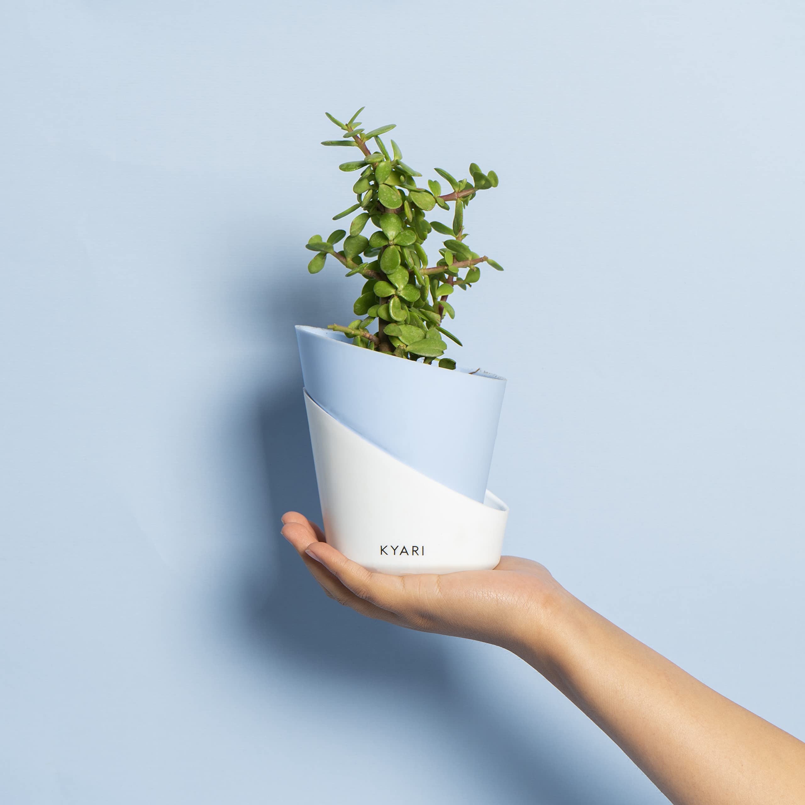 KYARI Jade Indoor Plants for Living Room | Live Plants | Plants with Baby Blue Pot for Home | Air purifier plants | Plants for Home Decor | Plants for garden | Indoor Plants for bedroom