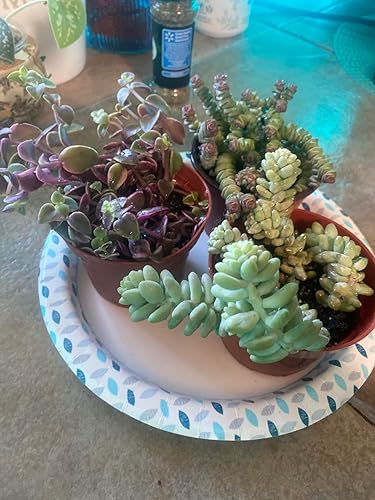 Miniatura 3 de Sprout N Green Aeonium - Maceta para suculenta rara viva de 4 pulgadas, maceta de casa real para recuerdos de fiesta, hogar, interior, exterior,