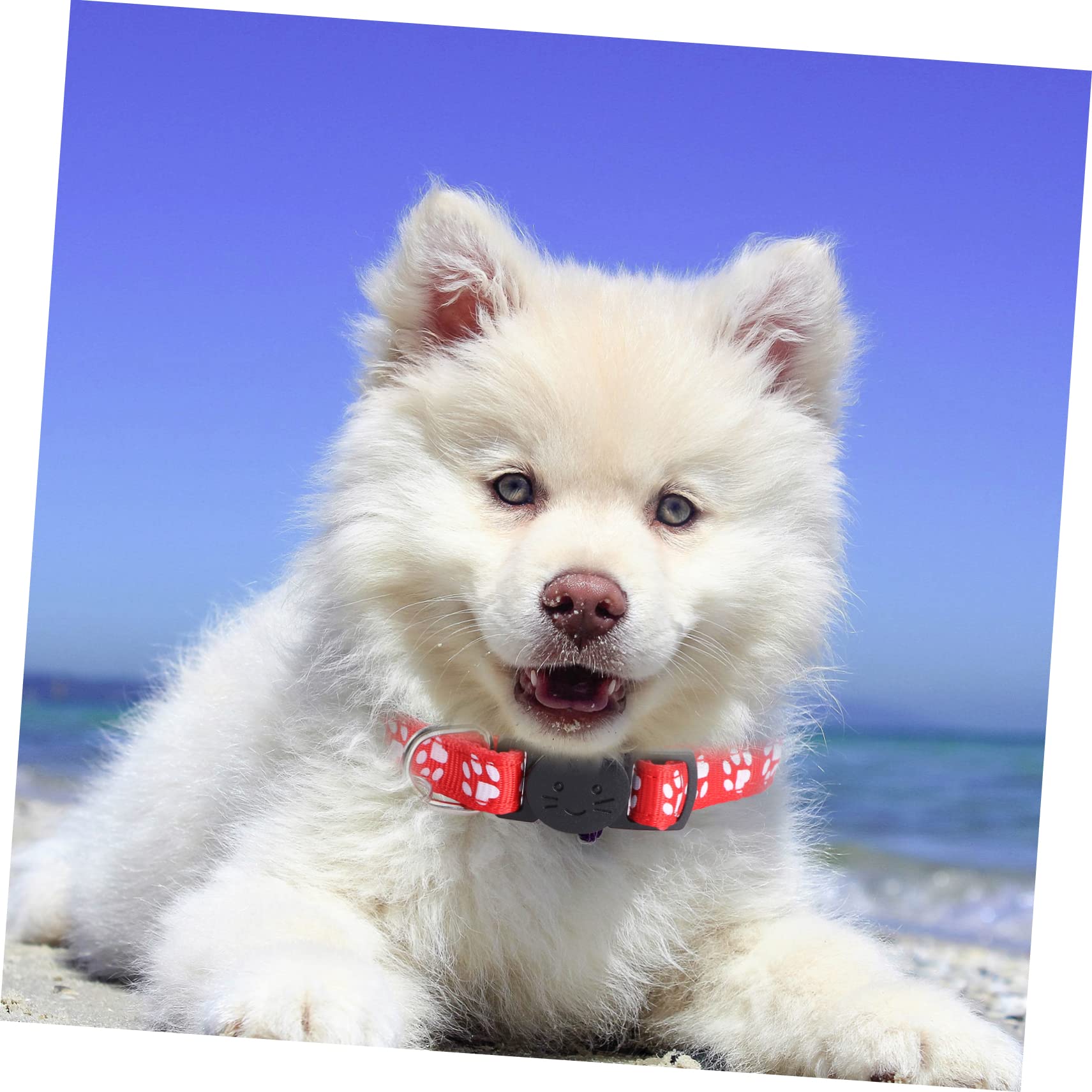 Mipcase 36pièces Collier pour Animaux De Compagnie Collier Collar Fashion avec Cloche pour Et Chiens