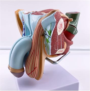 Human Anatomical Model, Reproductive Male Organ Model - Human Anatomy Male Perineum Model - for Medical School Teachin