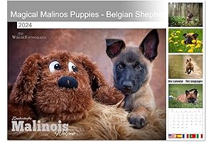 Magical Malinos Puppies - Belgian Shepherds