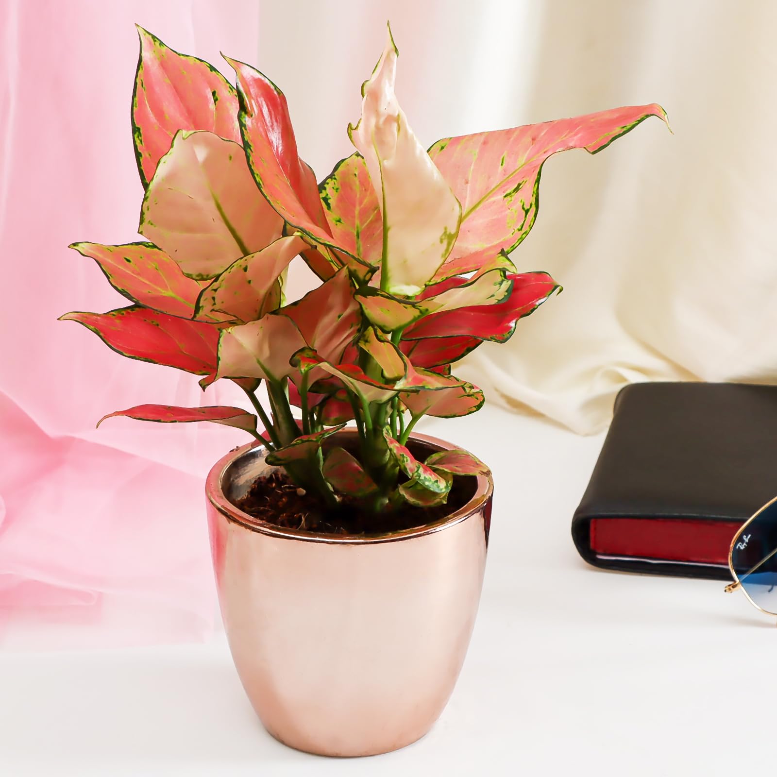 Flora Dlite Pink Aglaonema in Rose Gold Plant Pots - Indoor Live Plant for Home Decor | Perfect Small Plant for Office Desk | Stylish Indoor Plant Pots for Living Room Pack of 1 (B0D8V26RD3) Amazon Price History, Amazon Price Tracker