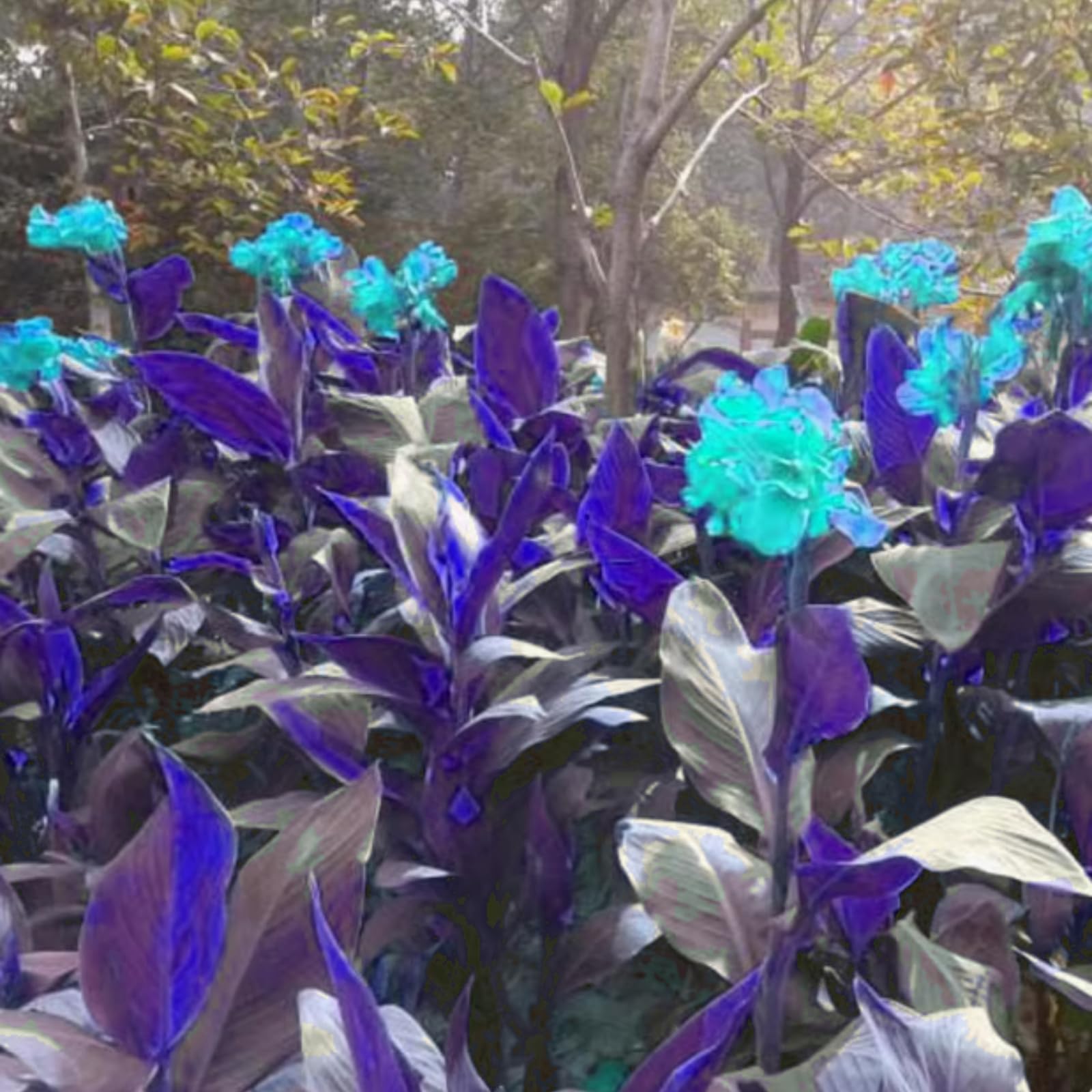 Hardy,Giant Canna Lily Bulbs,Perennial,Professional for Brilliant Garden Displays-2 Bulbs-A