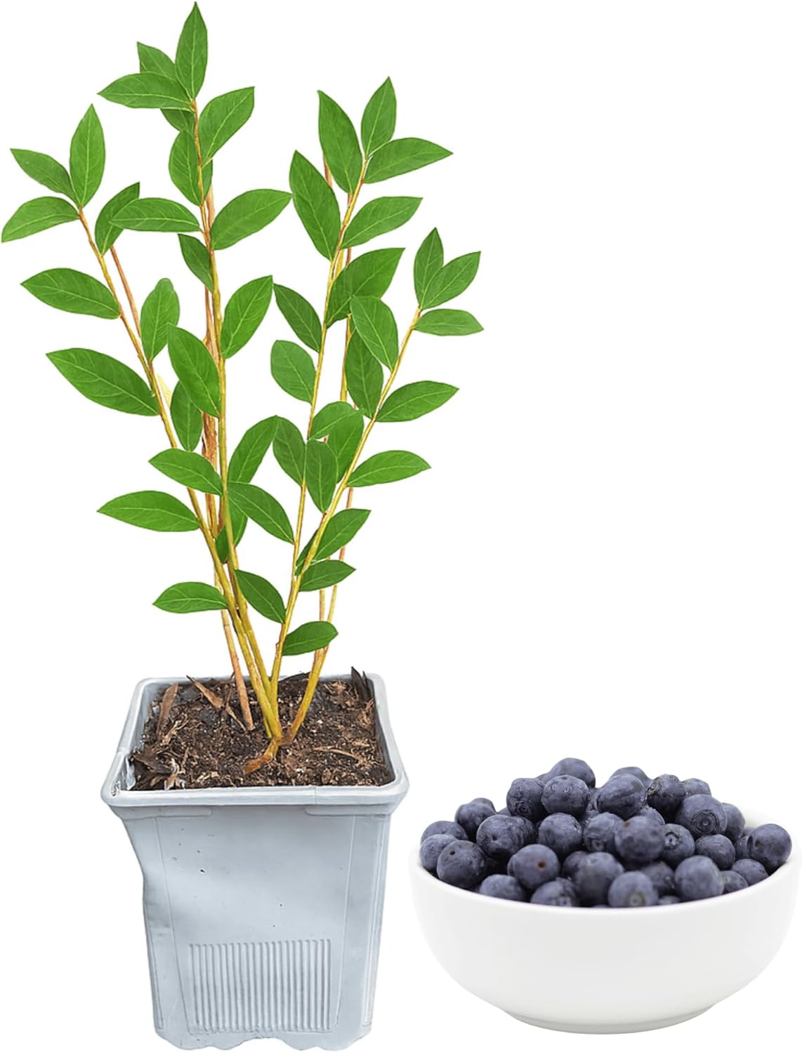 Duke Blueberry Plant, 1-Liter Pot - Great for The Mid-Atlantic! Grow Blueberries from Hand Picked Nursery