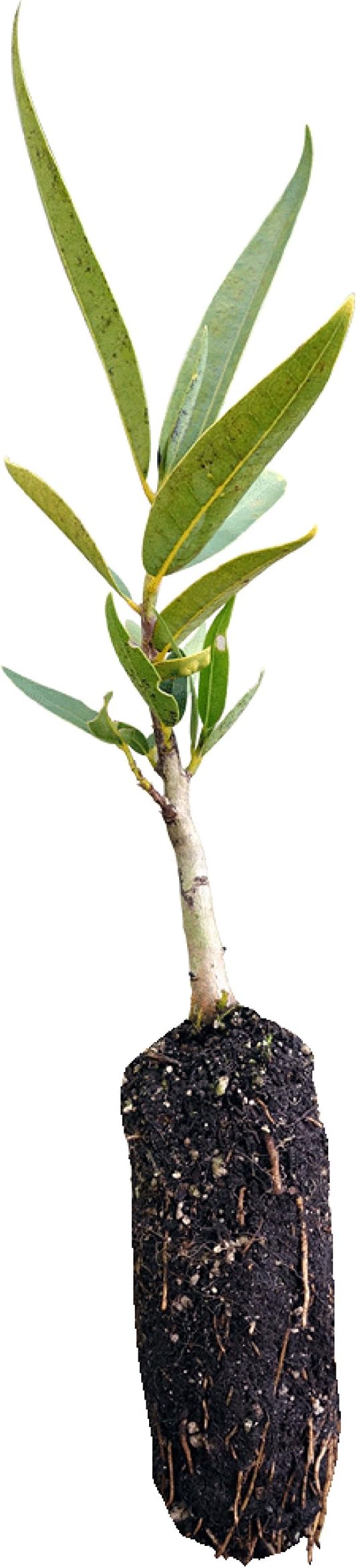 California Bay Laurel | Medium Tree Seedling | The Jonsteen Company