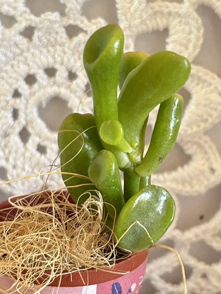 Amazon.co.jp: 多肉植物*オシャレなゴーラム 宇宙の木 クラッスラ