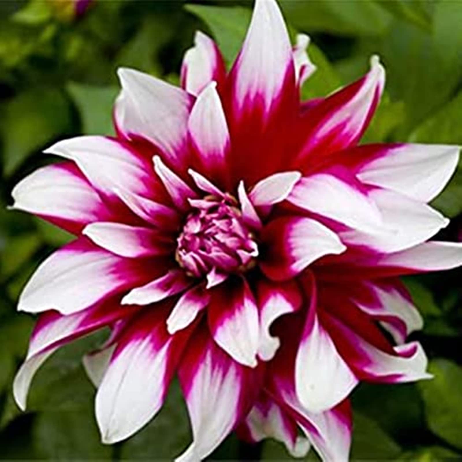 Dahlia Bulbs Mix for Planting Now UK,Hardy Perennial,Strong Plants That Grow Well,Dahlia tubers Bulk,Wedding Flowers,Beauty of Garden,Gift Ready-10bulbs-E