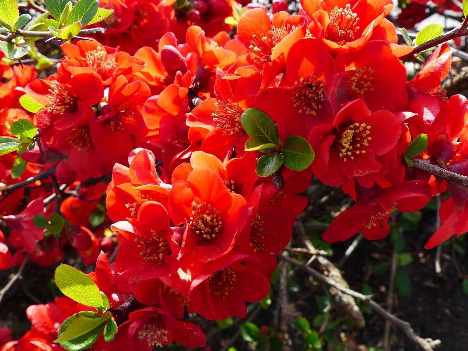 20 Seeds Red Flowering Dwarf Quince Shrub Fruit