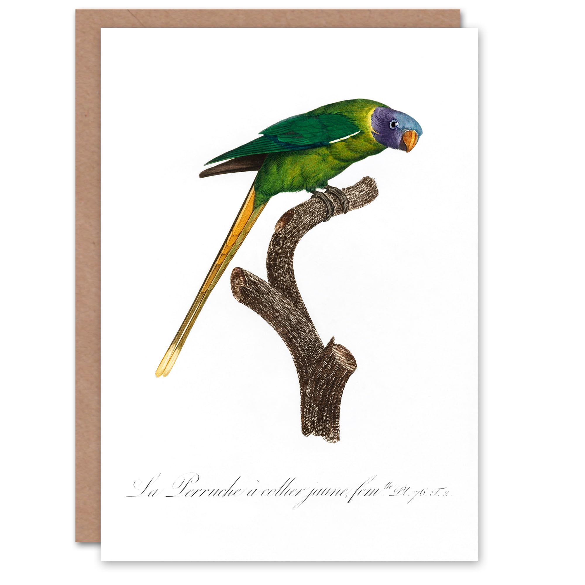 Artery8 Francois Levaillant Art Card Female Plum Headed Parakeet
