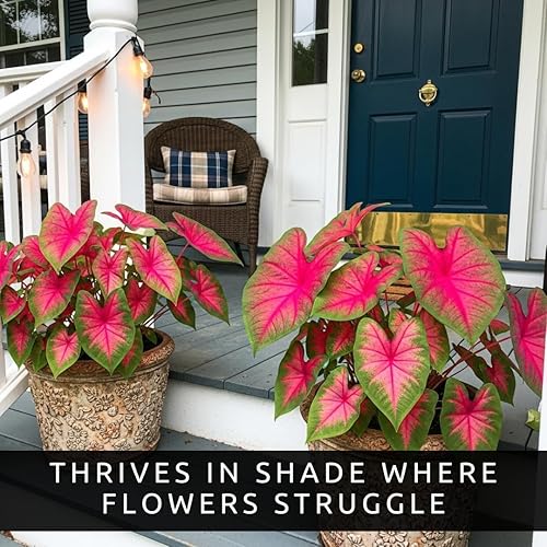 Miniatura 3 de Bulbos de Caladium Pink Princess para Plantar - Hojas Manchadas Hermosas Destacan - Hosta Perenne, Orejas de Elefante, Elegantes (6 Bulbos)