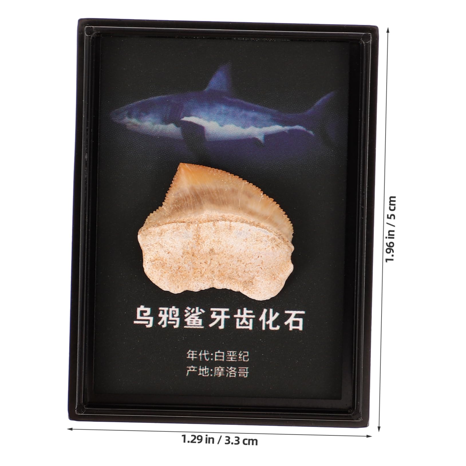 CIYODO Model Ancient Paleontology Decor Educational Teaching Tool Ornament for Home Display Boxed Crow